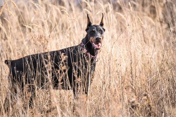 Female Doberman pinscher deep in the grass,selective focus