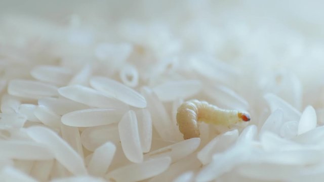 worm, caterpillar, grub, larva, maggot of food moth