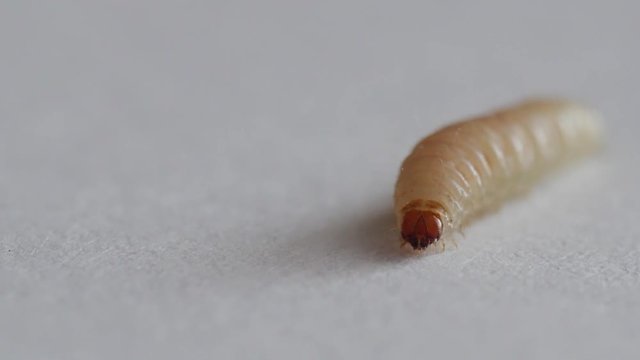 worm, caterpillar, grub, larva, maggot of food moth