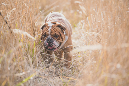 Portrait of English bulldog deep in the grass,selective focus