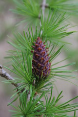europäische Lärche - European larch - Larix decidua - weiblicher Blüte / Blütenstand