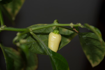 Habanero White chili pepper pod ripening on plant