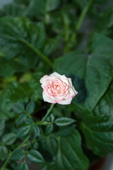 Pink dwarf rose blooming on window sill, popular ornamental houseplant