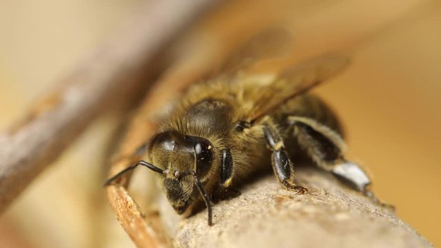 Bee on a branch