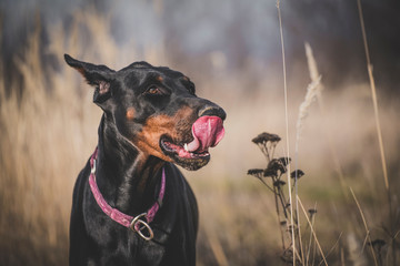 Portrait of funny Doberman pinscher dog,selective focus