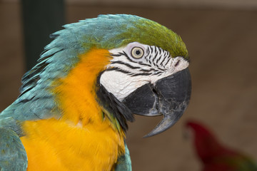Closeup blue and gold macaw