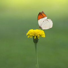 Butterfly and flower on green background