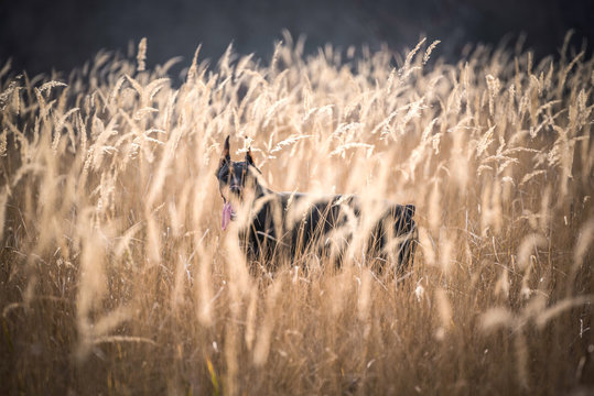 Doberman pinscher hiding deep in the golden grass,selective focus