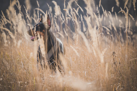 Female of Doberman pinscher dog hidding in the grass,selective focus