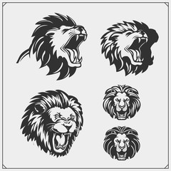 Set of lion heads.