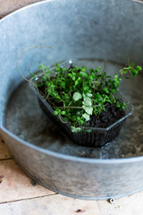 growing, greening, gardening concept. close up of green lovely plant with small leaves that placed in big aluminum basin with water on the bottom for fedding