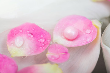background, woman day, harmony concept. close up of wet delicate petals of light pink colour that are floating on the water among leaves of white tulips
