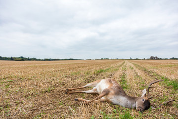 Fototapeta premium Fallow Deer Stag Laying Dead in a Field