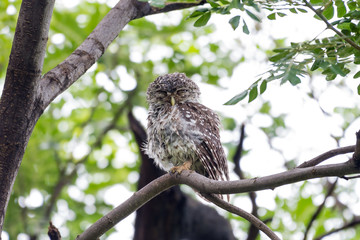 Spotted owl