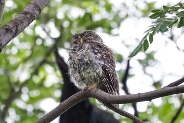 Spotted owl