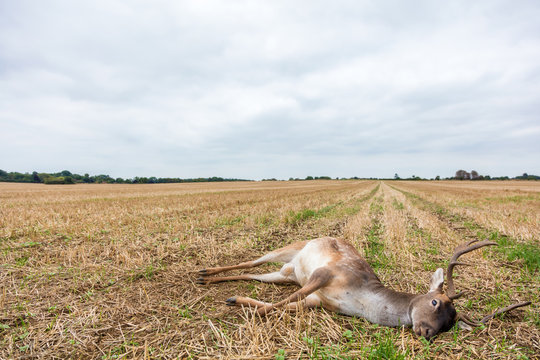 Fototapeta Fallow Deer Stag Laying Dead in a Field