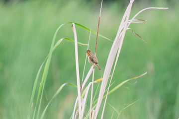 Baya weaver