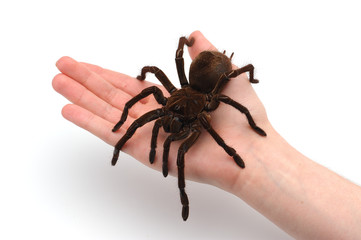 Black Goliath Birdeating Spider Sitting on Male Hand. Isolated Halloween Concept. - obrazy, fototapety, plakaty
