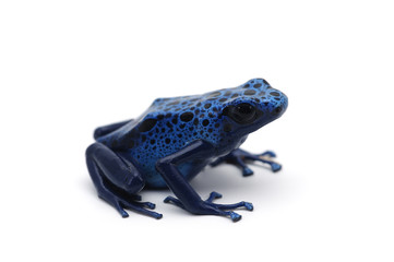 blue dart frog isolated on white background