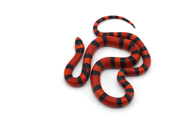 Red-black Milk snake isolated on white background