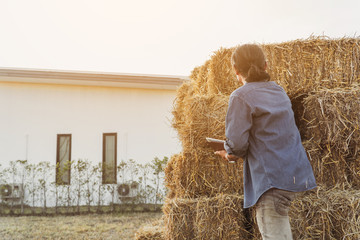 Naklejka na ściany i meble smart farmer checking stock of straw bales to animal feed at farmhouse in morning.