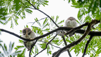 Spotted owl