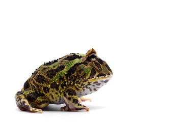 Pac man frog isolated on white background