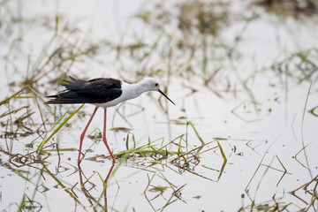 Black winged Stilt