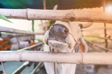 A Cow eating vegetable