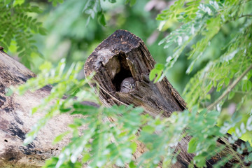 Spotted owl