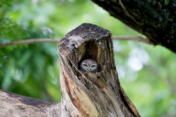 Spotted owl
