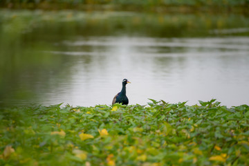 Bronze winged Jacana are found in south and east Asia within the tropical zone