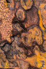 Detail of the rusty bow of a wrecked fishing ship, Djupavik, Strandir Coast, West Fjords, Iceland
