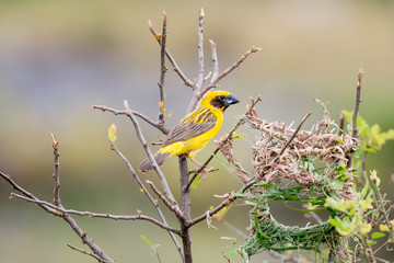 Asian Golden Weaver