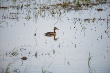 Lesser Whistling Duck