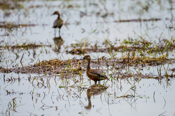 Lesser Whistling Duck
