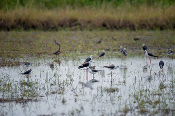 Black winged Stilt
