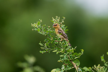 Baya weaver