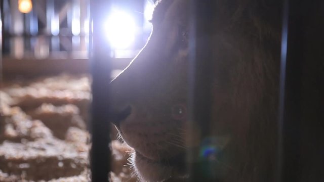 the lion looks through the cage