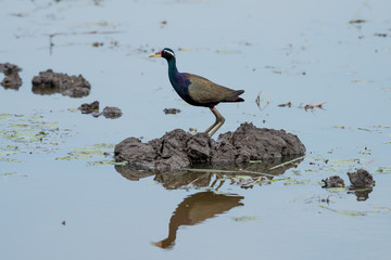 Bronze winged Jacana are found in south and east Asia within the tropical zone
