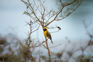 Asian Golden Weaver