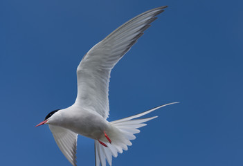 Obraz premium Arctic tern on a beach in the West fjords, Iceland