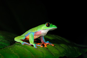 Agalychnis annae, Golden-eyed Tree Frog, green and blue frog on leave, Costa Rica. Wildlife scene from tropic jungle. Forest amphibian in nature habitat. Frog sitting on the green leave, night America