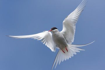 Arctic tern on a beach in the West fjords, Iceland