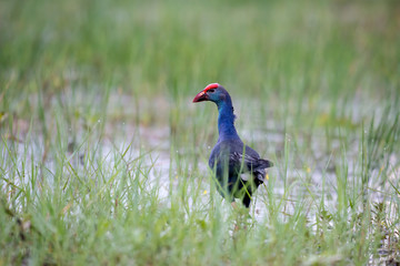 Purple Swamphen in wetlands Thale Noi, one of the country's largest wetlands covering Phatthalung, Nakhon Si Thammarat and Songkhla, South of THAILAND.