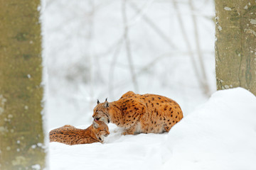 Mother with young, wild cat family. Lynx in nature wildlife habitat. Two cat, trees snow. Lynx in snow forest. Lynx cleaning cute kitten baby. Wildlife scene nature. Snowy cat in nature habitat.