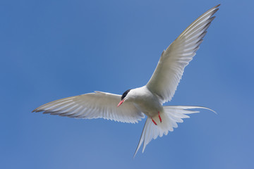 Arctic tern on a beach in the West fjords, Iceland
