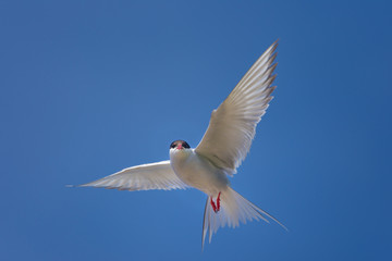Arctic tern on a beach in the West fjords, Iceland