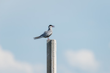 Little tern in wetlands Thale Noi, one of the country's largest wetlands covering Phatthalung, Nakhon Si Thammarat and Songkhla ,South of THAILAND.