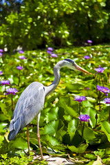 Fischreiher im Seerosenteich